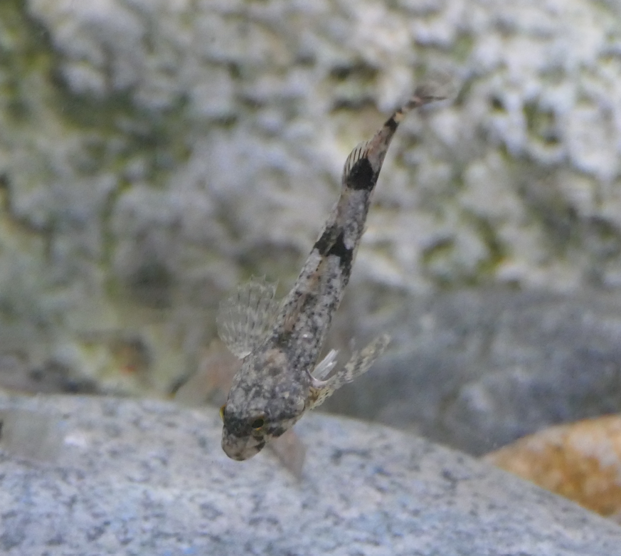 Japanese Amphidromous Sculpin (Cottus sp. medium egg type) - Uozu Aquarium