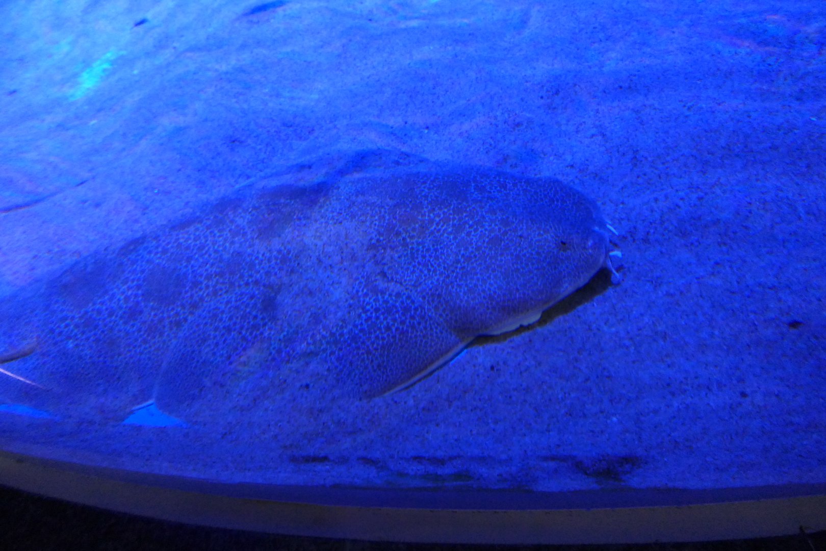 Japanese Angel Shark (Squatina japonica)