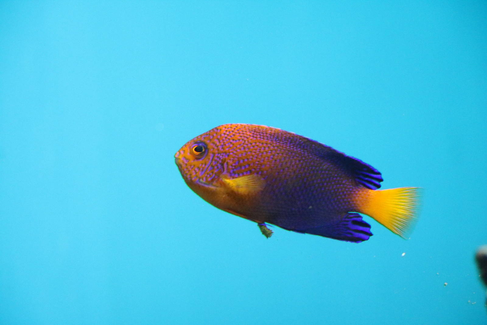 Japanese angelfish, February 2016