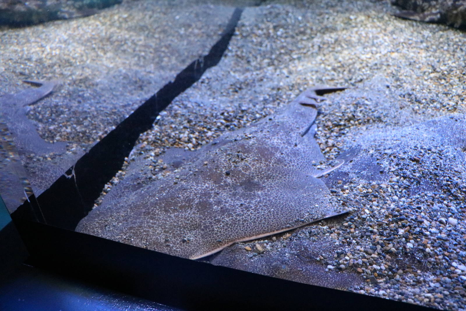 Japanese angelshark, February 2016