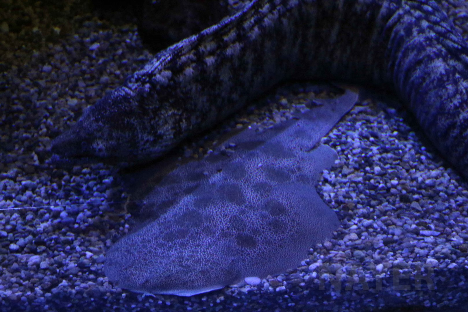 Japanese angelshark, October 2017
