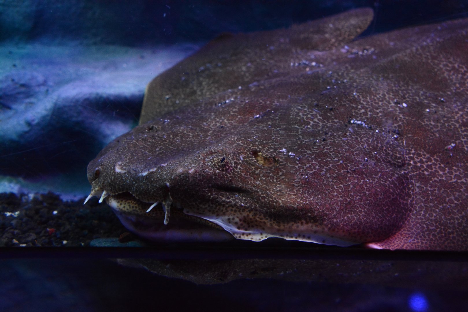 Japanese angelshark (Squatina japonica)