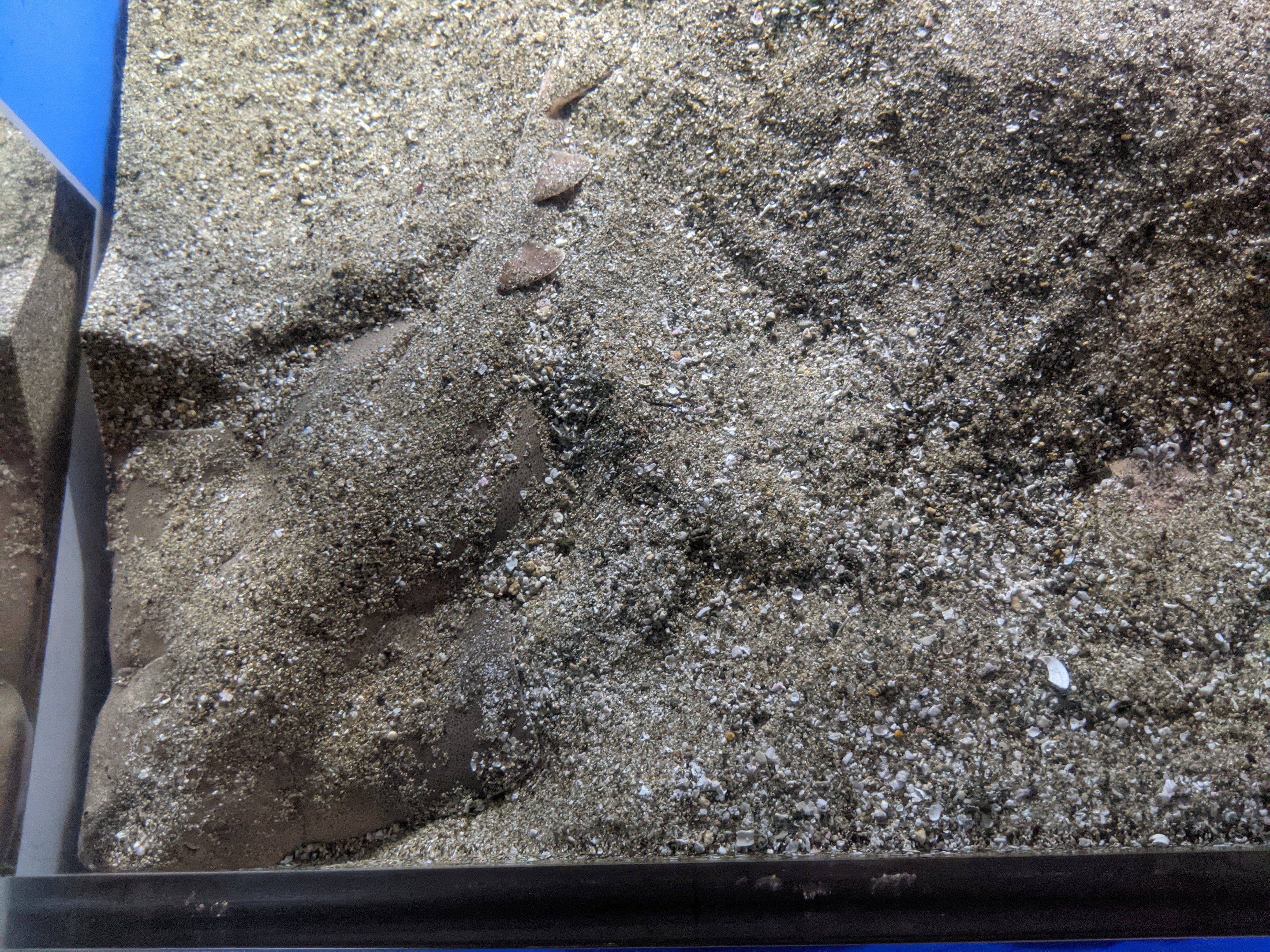 Japanese Angelshark (Squatina japonica)