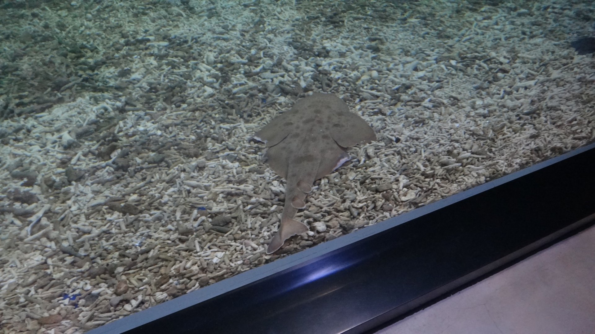 Japanese Angelshark