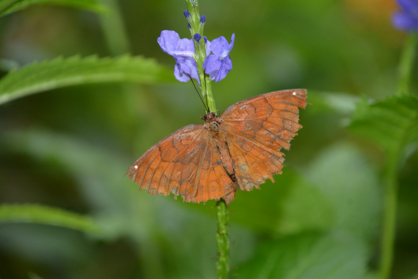 Japanese angled castor (Ariadne ariadne pallidior)