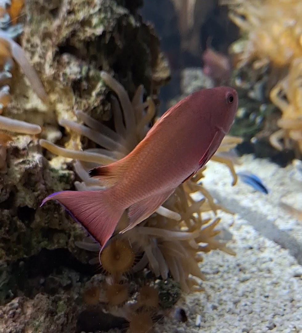 Japanese Anthias (Pseudanthias nobilis)