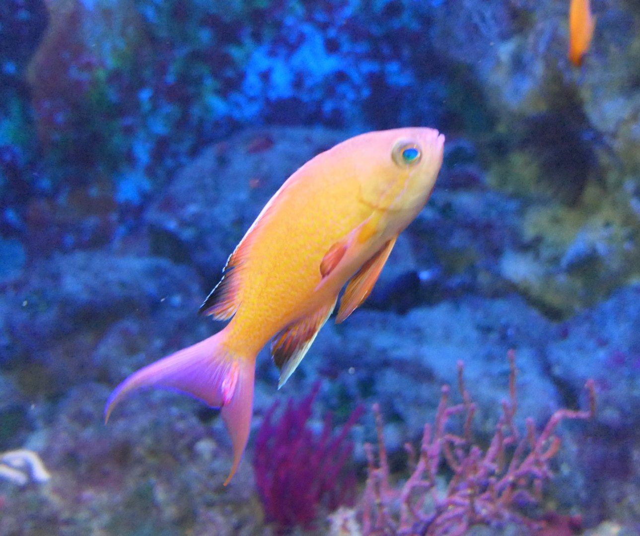 Japanese Anthias (Pseudanthias nobilis)