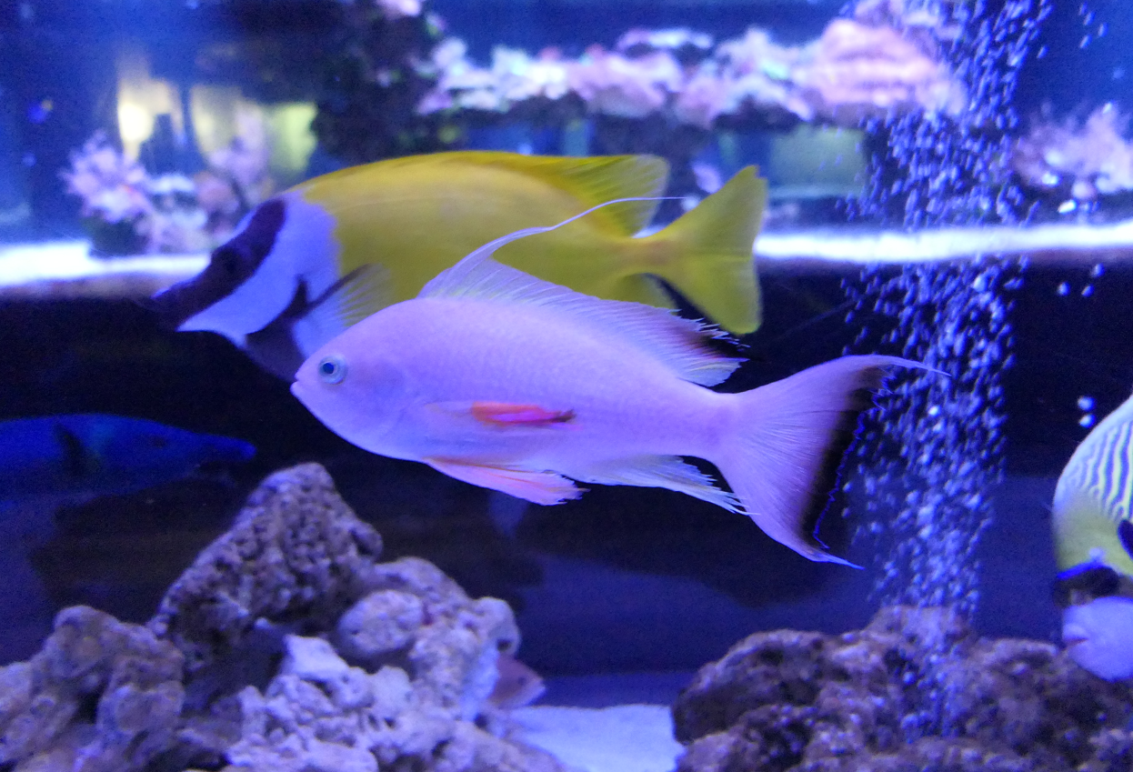 Japanese Anthias (Pseudanthias nobilis)