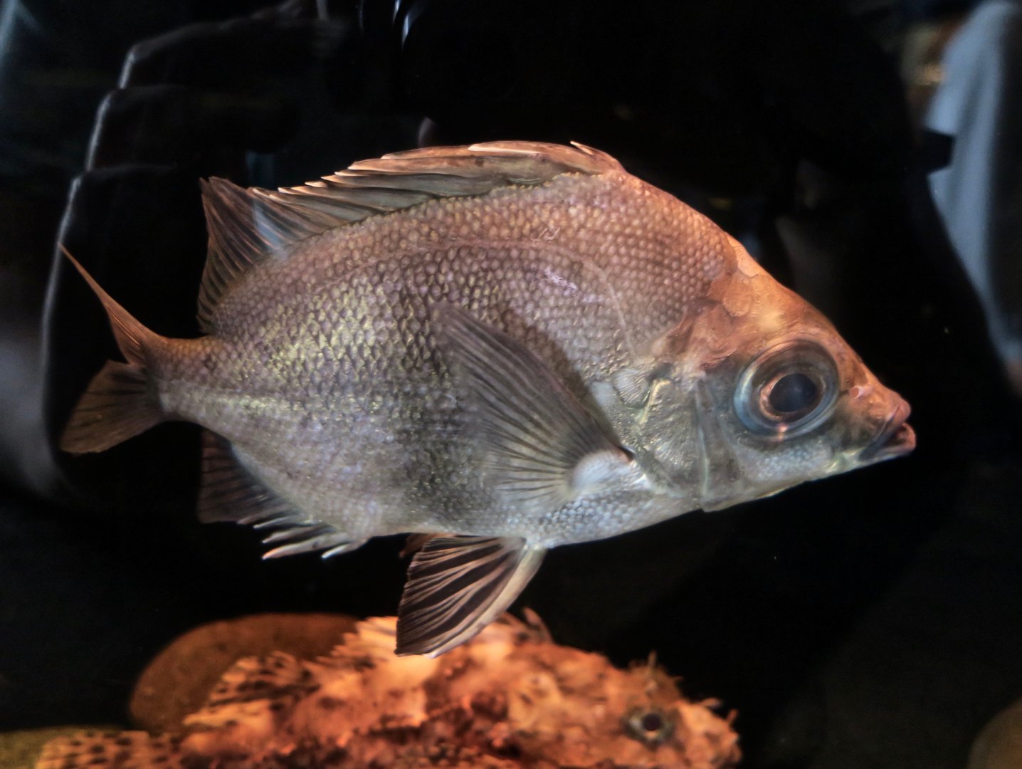 Japanese Armorhead (Pentaceros japonicus)