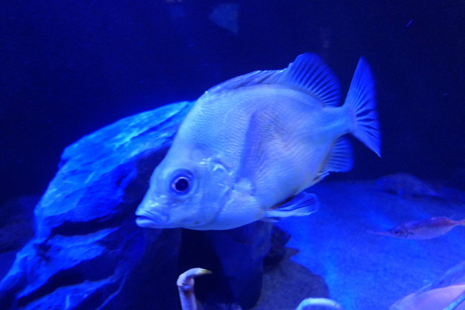 Japanese Armourhead (Pentaceros japonicus)