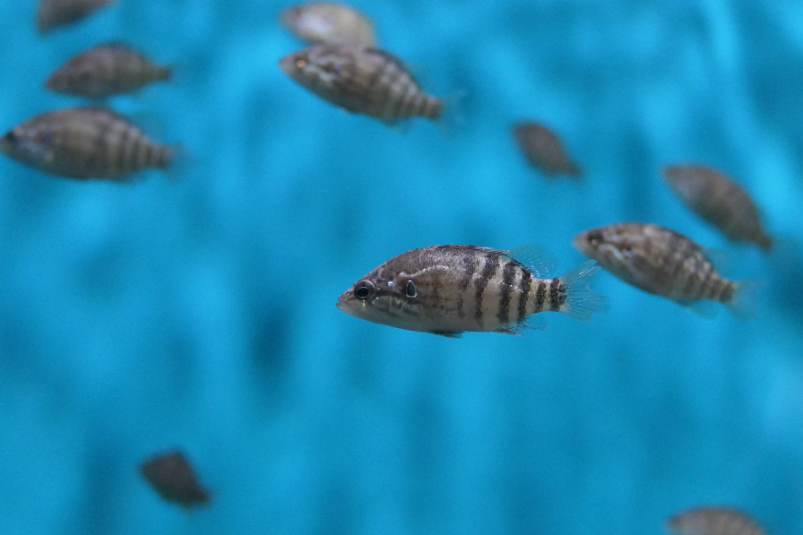 Japanese Aucha Perch (Coreoperca kawamebari) - Lake Biwa Museum