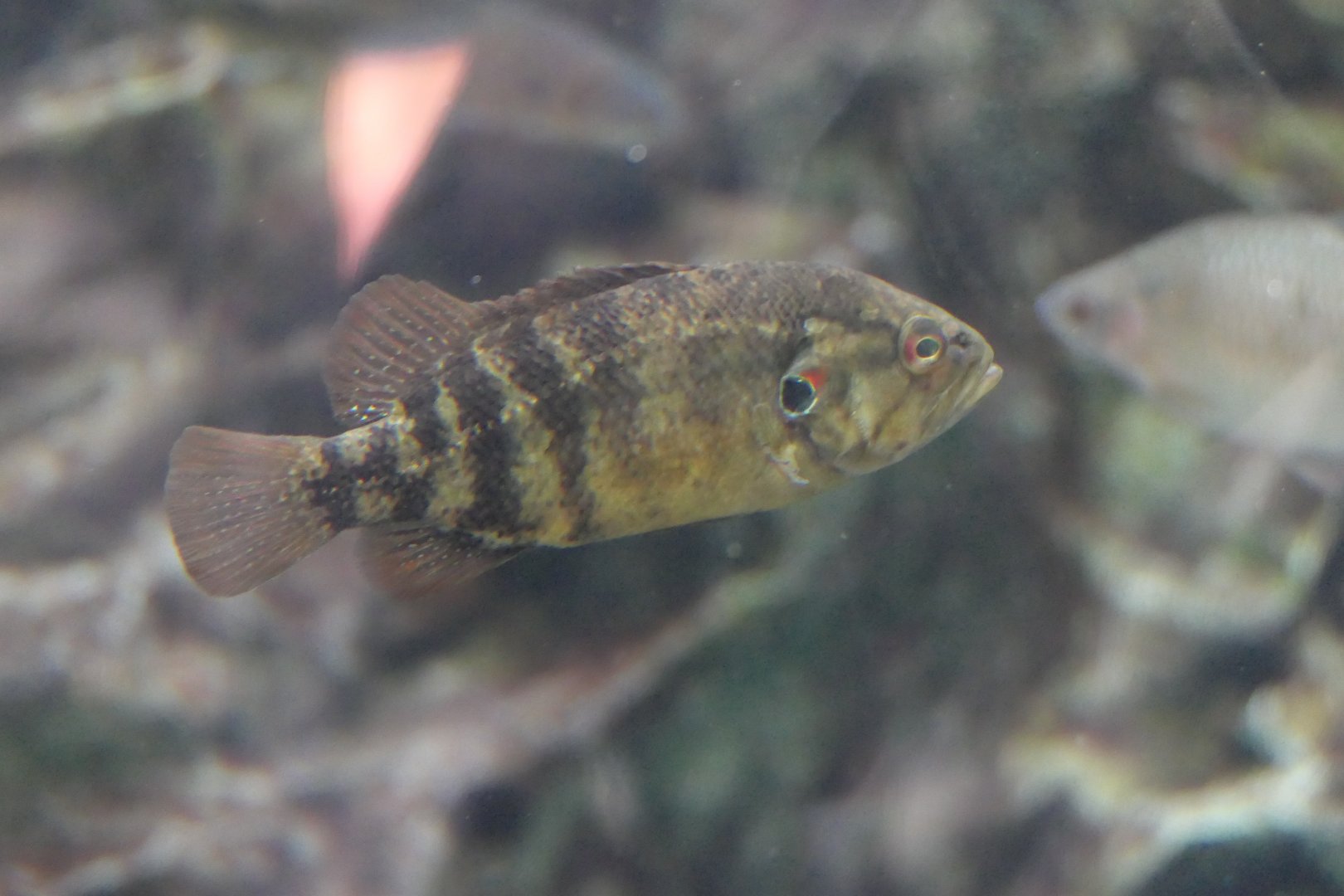 Japanese Aucha Perch (Coreoperca kawamebari)