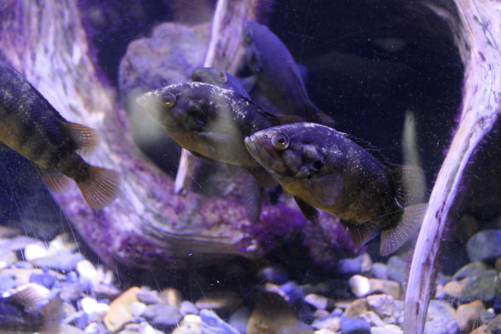 Japanese Aucha Perch (Coreoperca kawamebari)