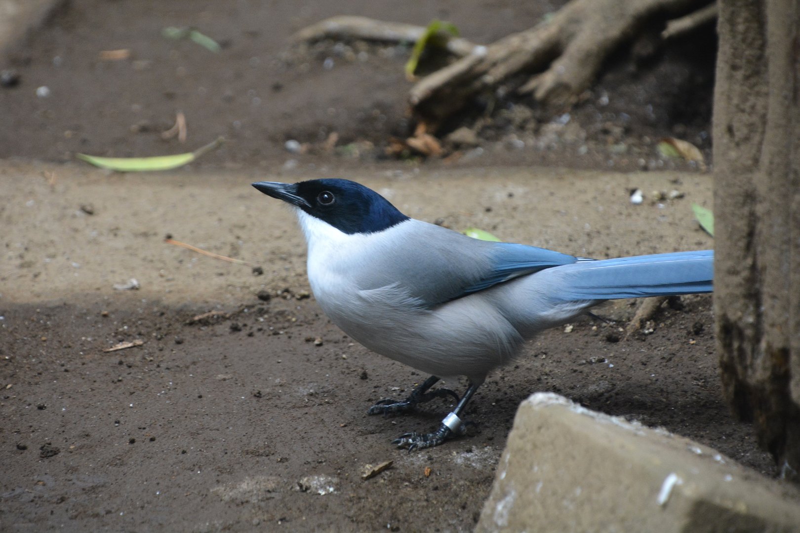 Japanese azure-winged magpie (Cyanopica cyanus japonica)