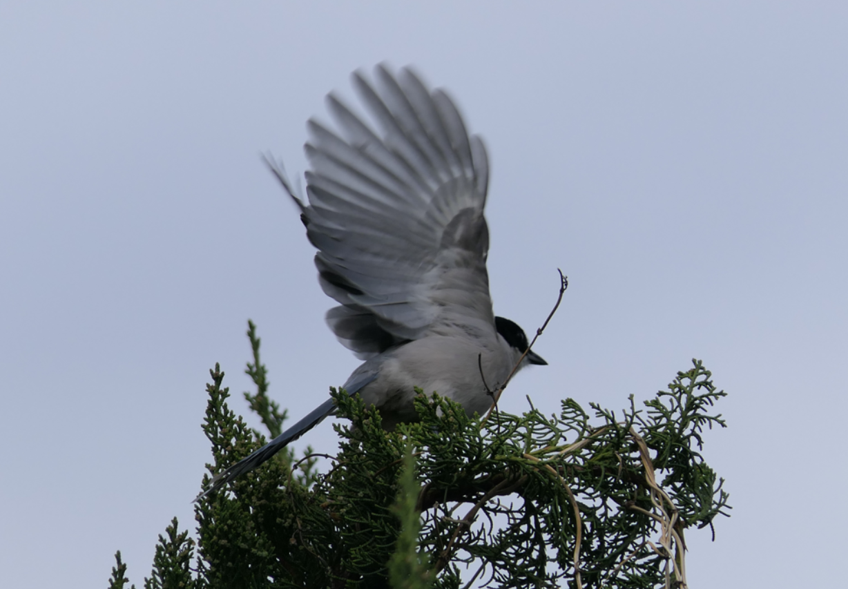 Japanese Azure-winged Magpie (Cyanopica cyanus japonica)