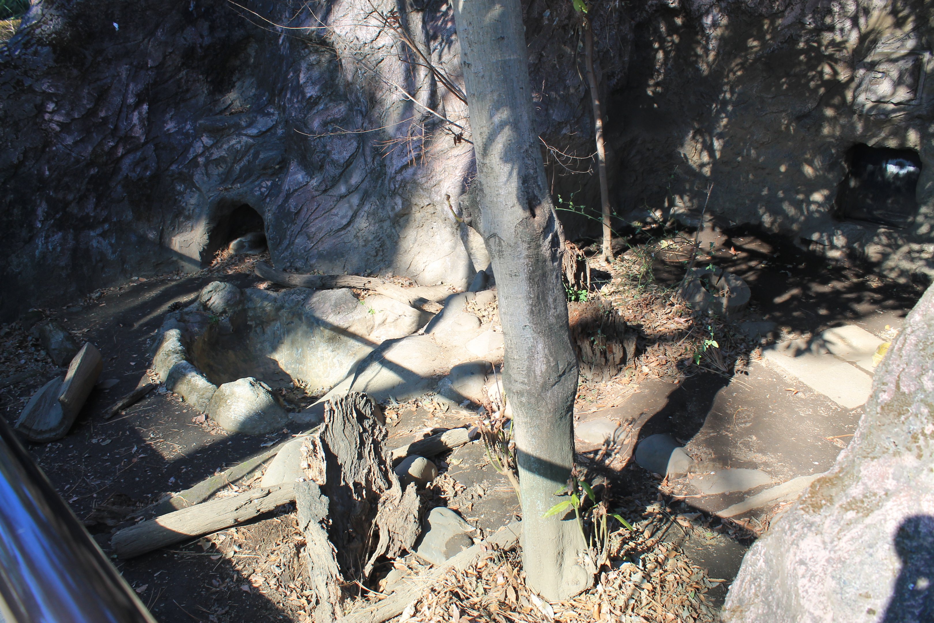 Japanese Badger enclosure
