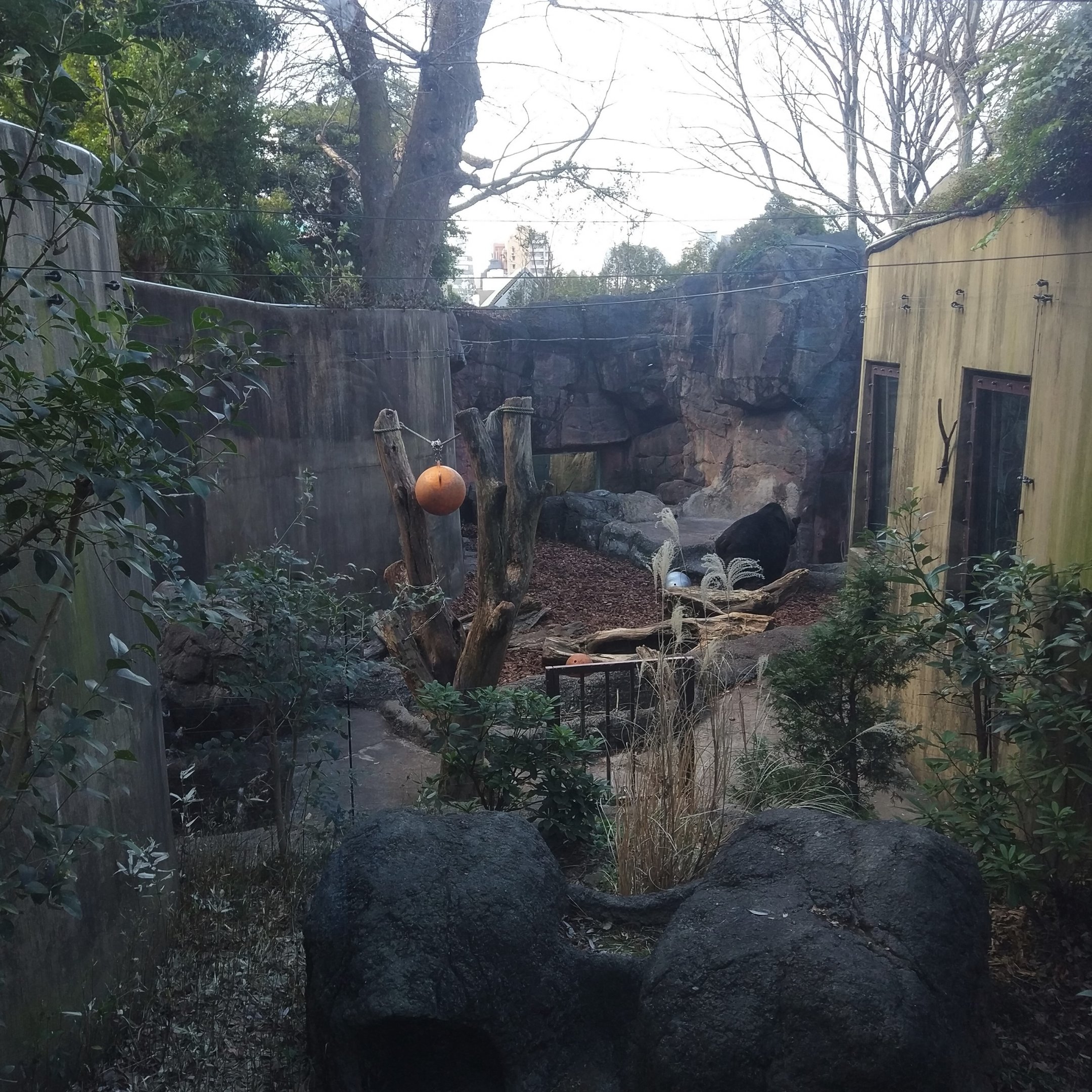 Japanese Badger Exhibit Inside Bear Exhibit