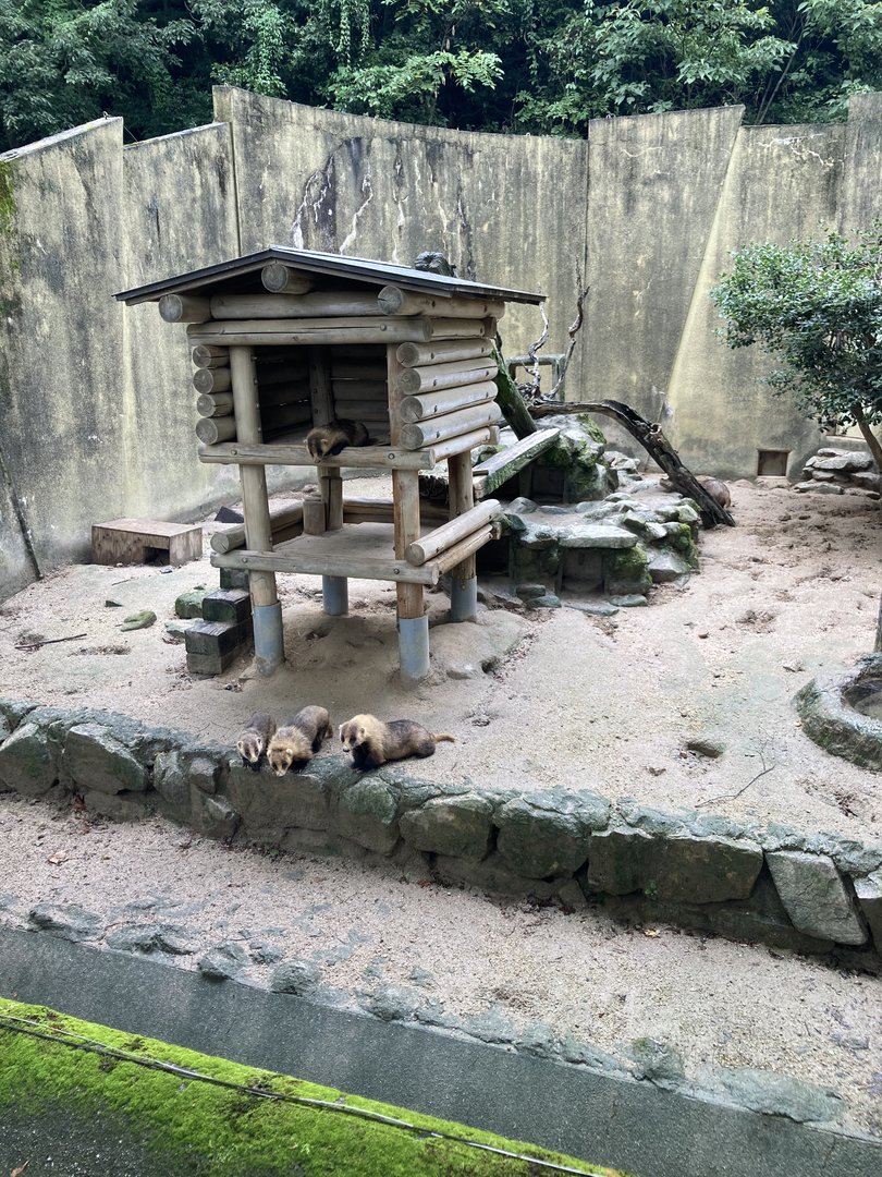 Japanese badger exhibit
