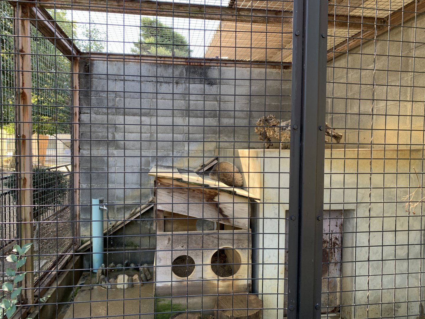 Japanese Badger (Himeji City Zoo)