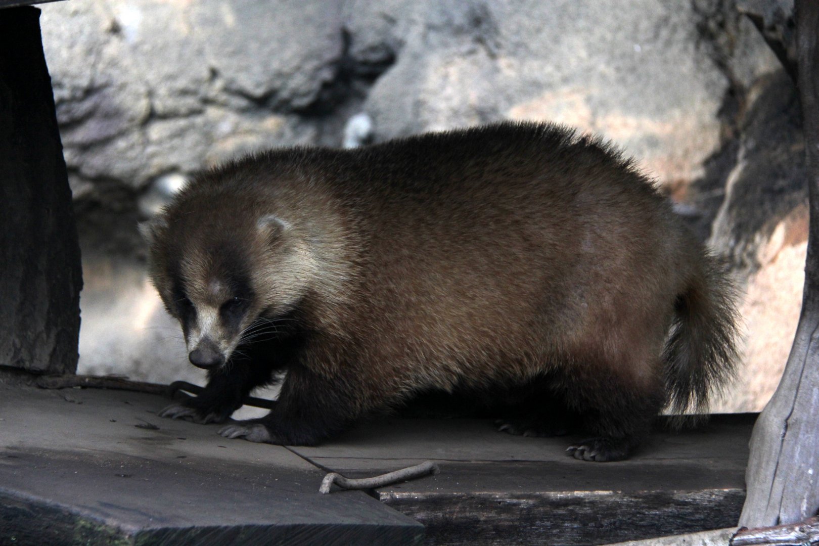 Japanese badger (Meles anakuma)