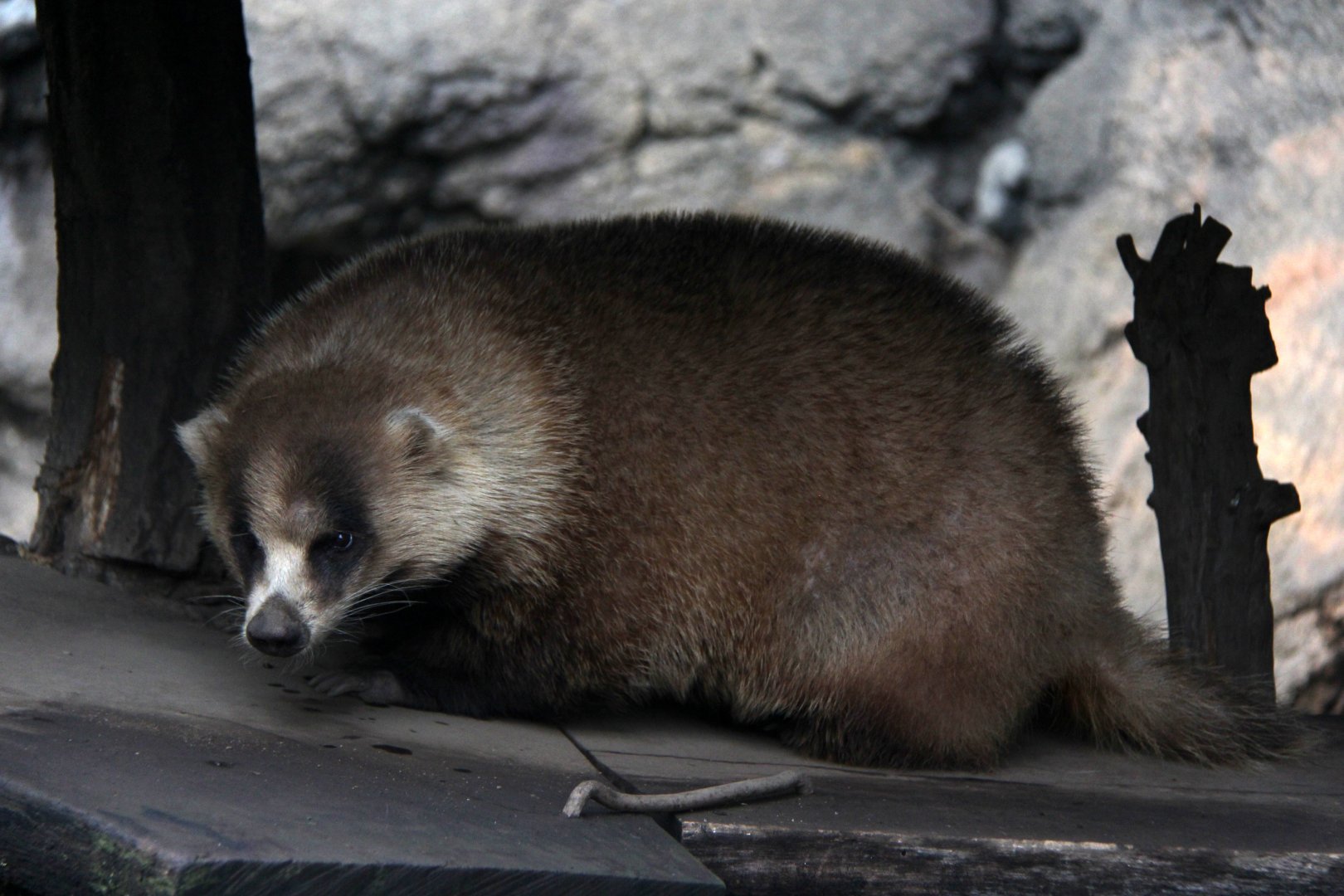 Japanese badger (Meles anakuma)