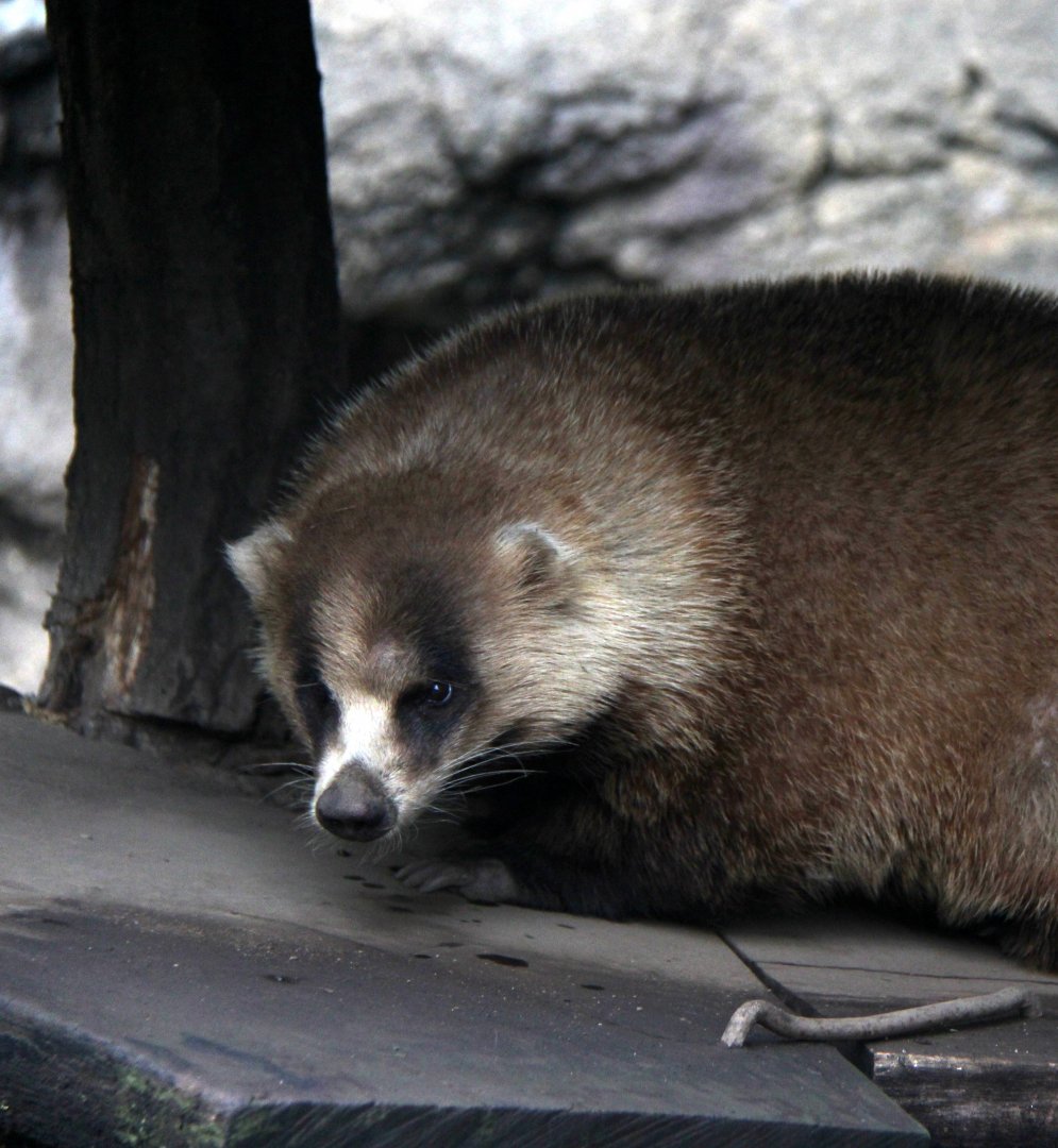 Japanese badger (Meles anakuma)