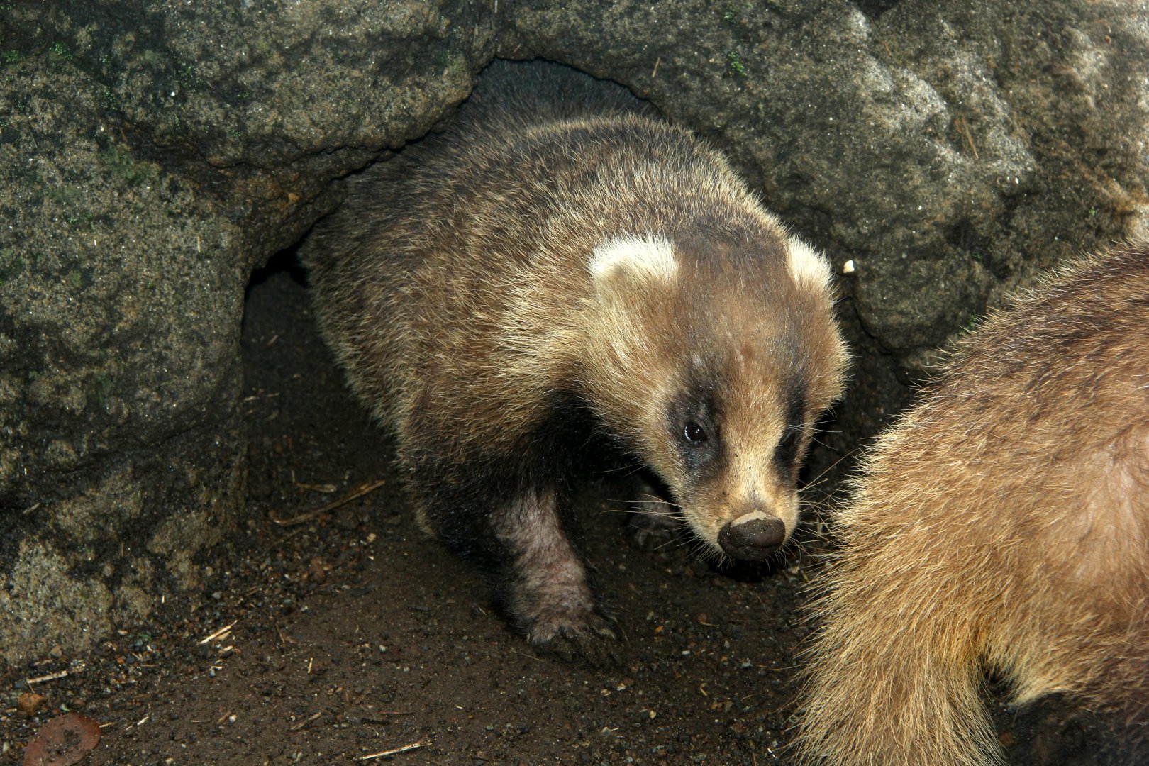 Japanese badger (Meles anakuma)