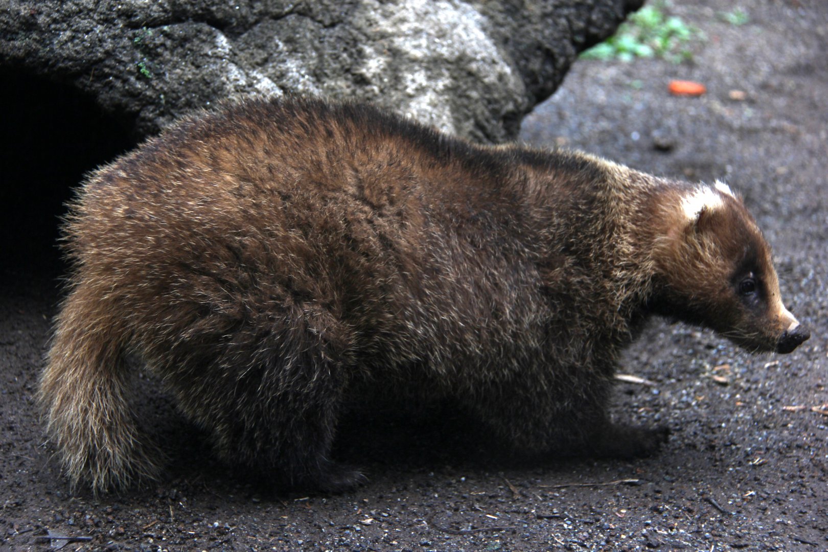 Japanese badger (Meles anakuma)