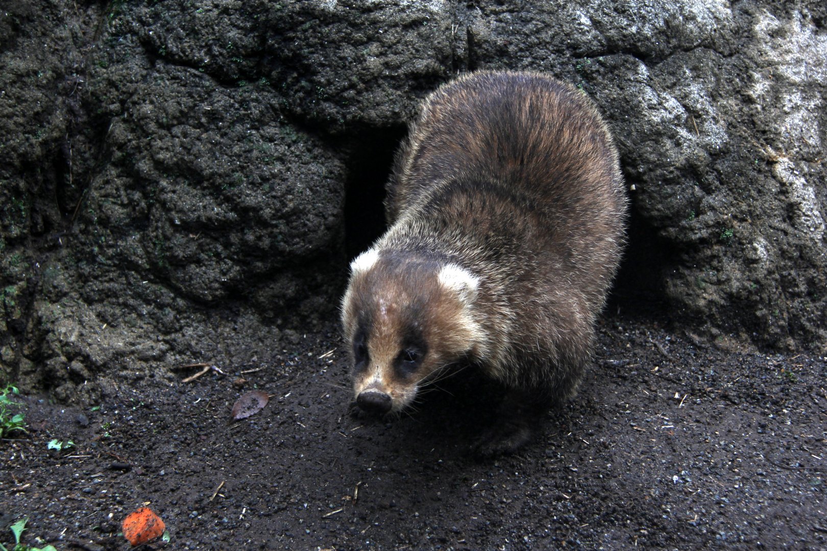 Japanese badger (Meles anakuma)