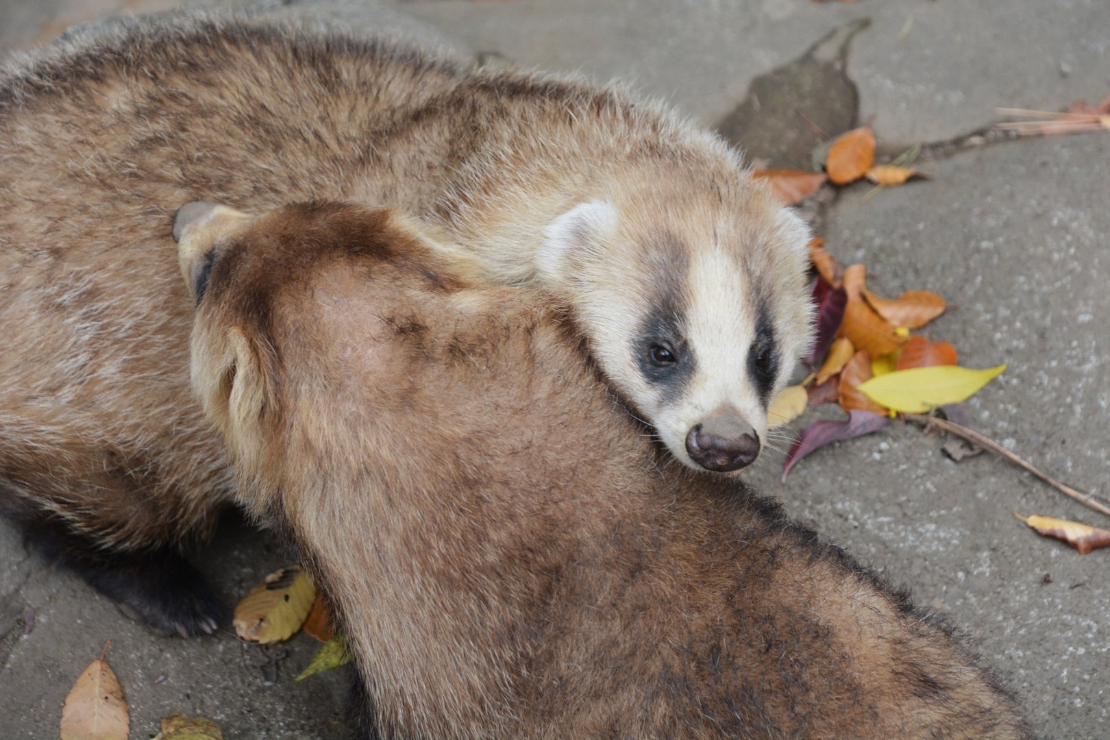 Japanese badger (Meles anakuma)