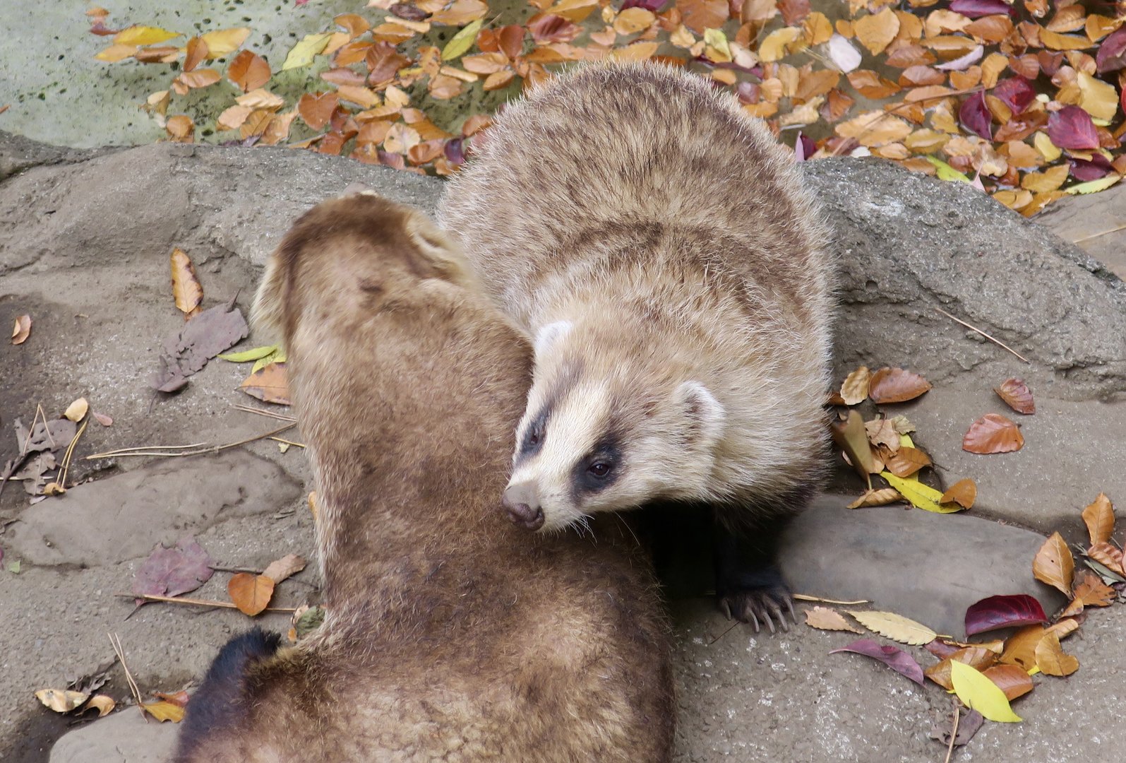 Japanese Badger (Meles anakuma)