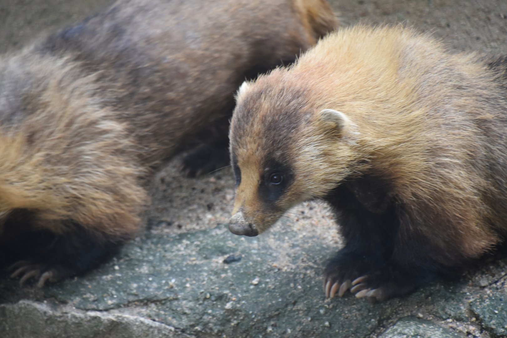 Japanese badger, Meles anakuma