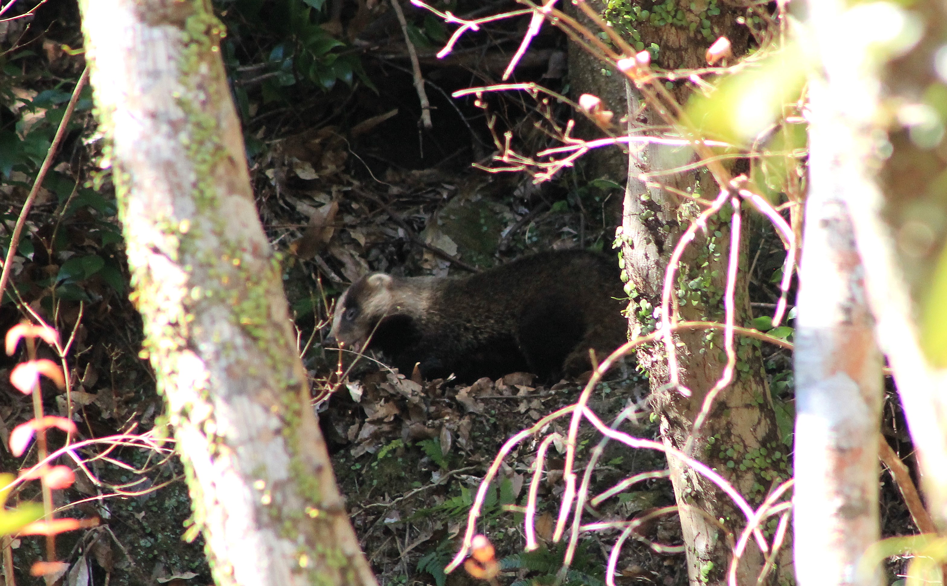 Japanese Badger (Meles anakuma)