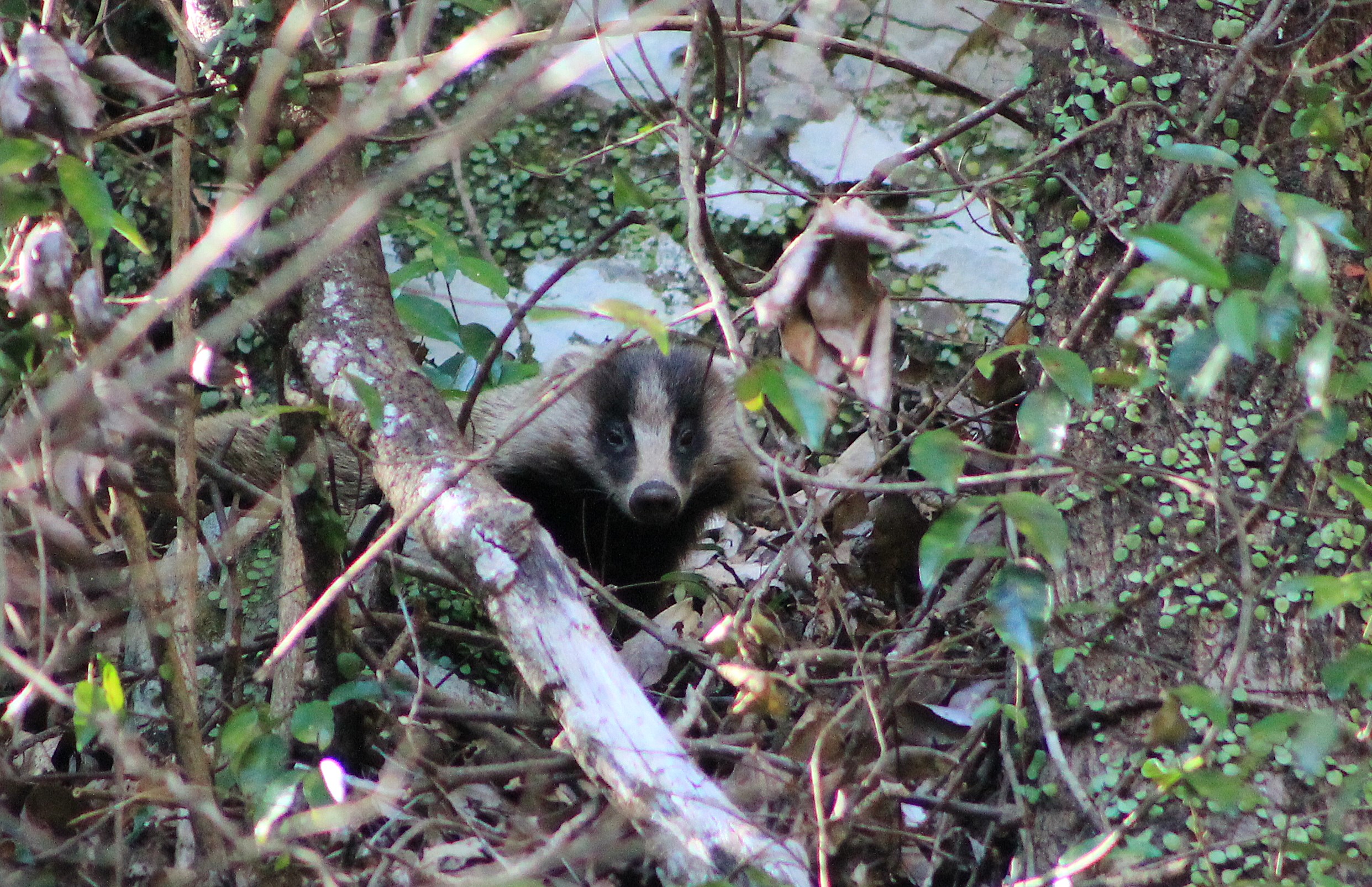 Japanese Badger (Meles anakuma)
