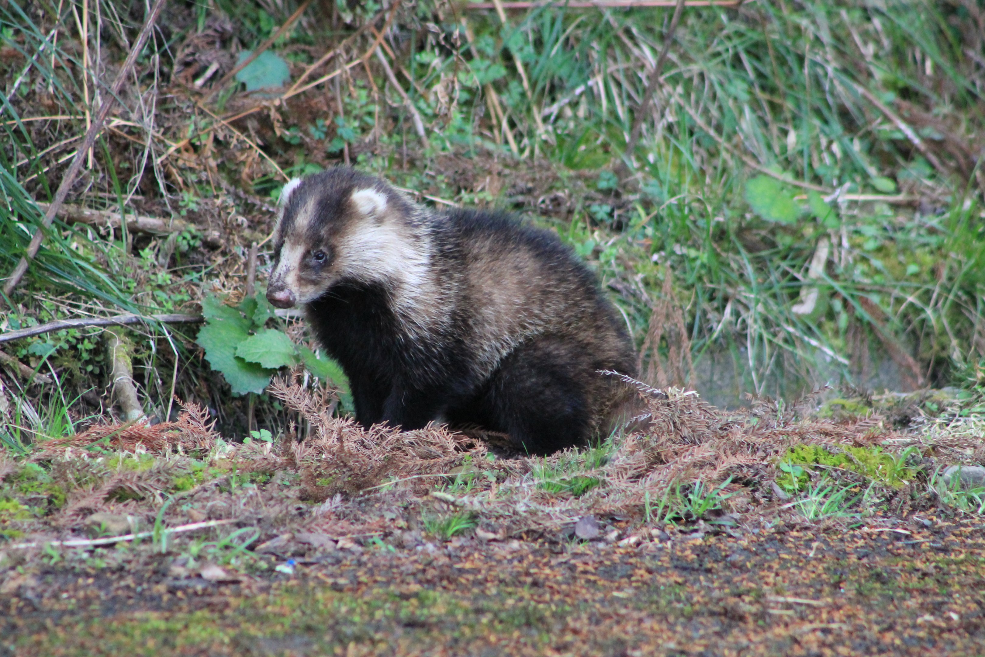 Japanese Badger (Meles anakuma)