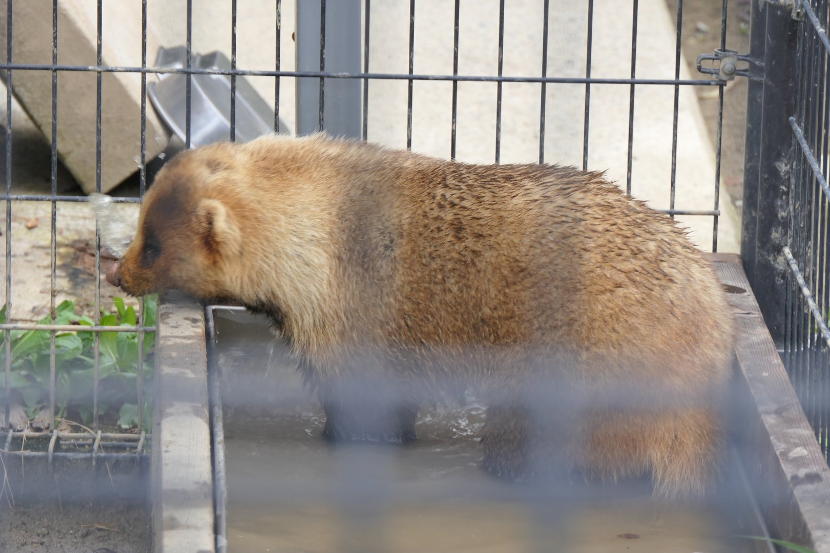Japanese Badger (Meles anakuma)