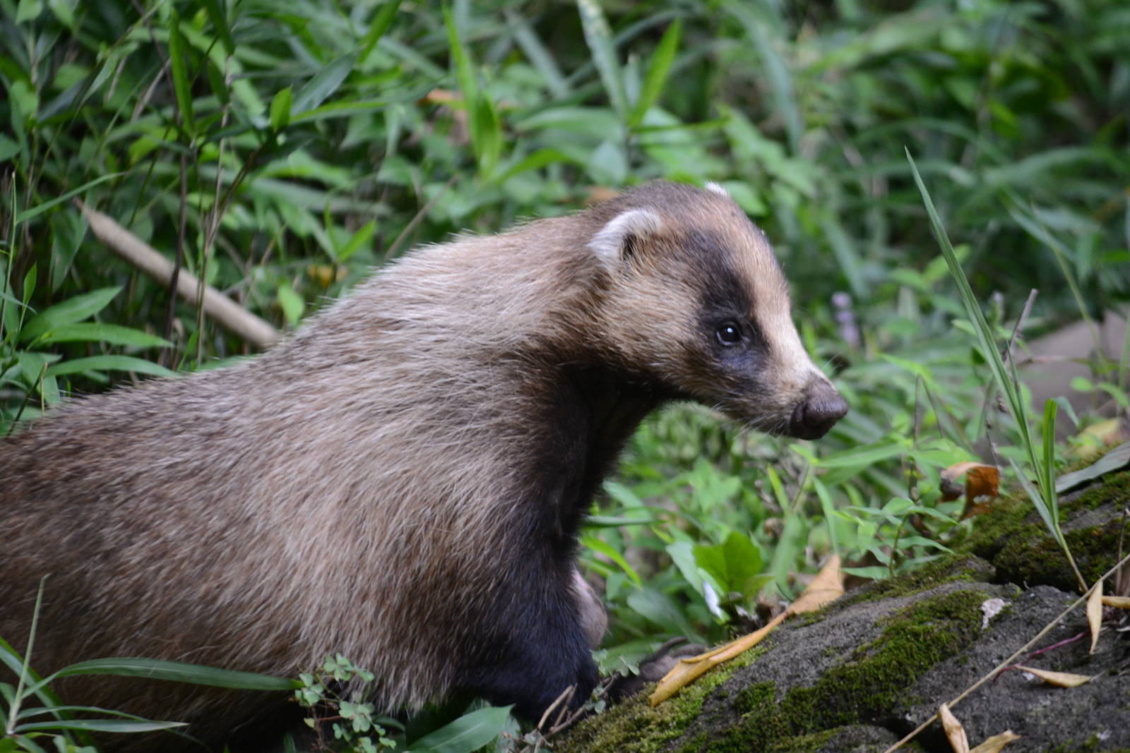 Japanese badger