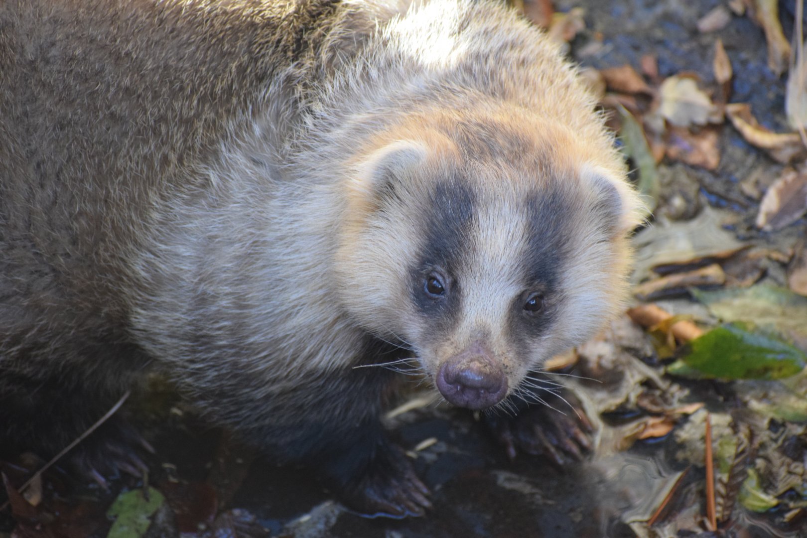 Japanese badger