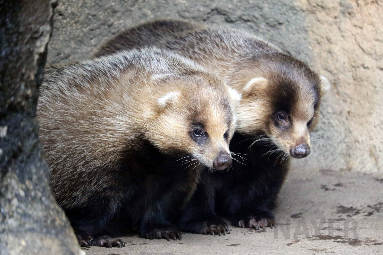 Japanese badgers, October 2017