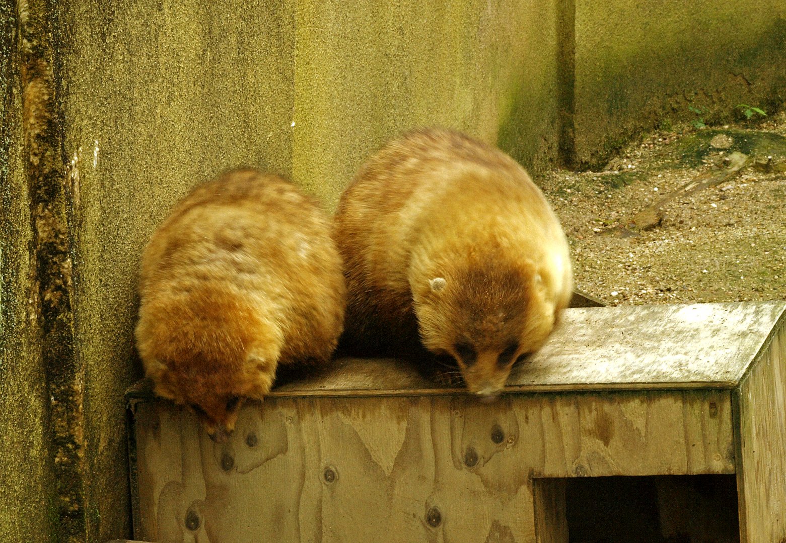 Japanese badgers
