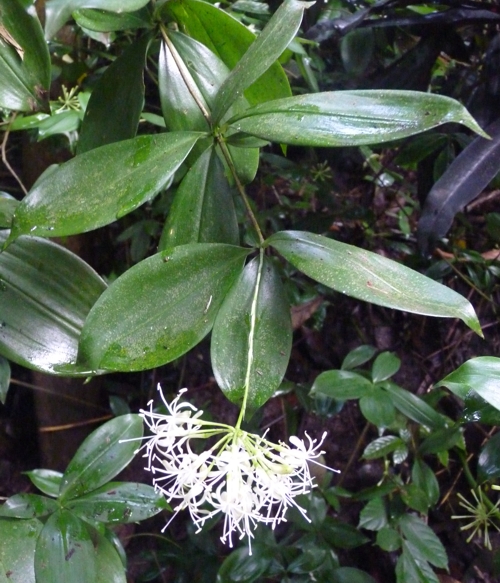 Japanese bamboo (Dracaena surculosa)