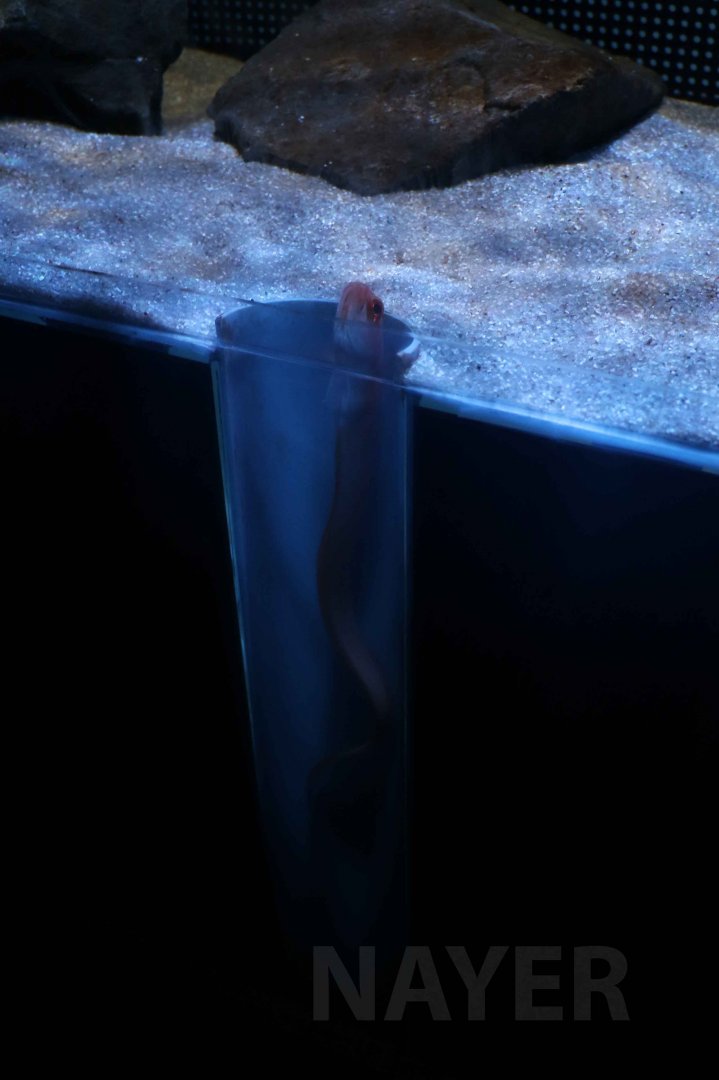 Japanese bandfish, October 2017