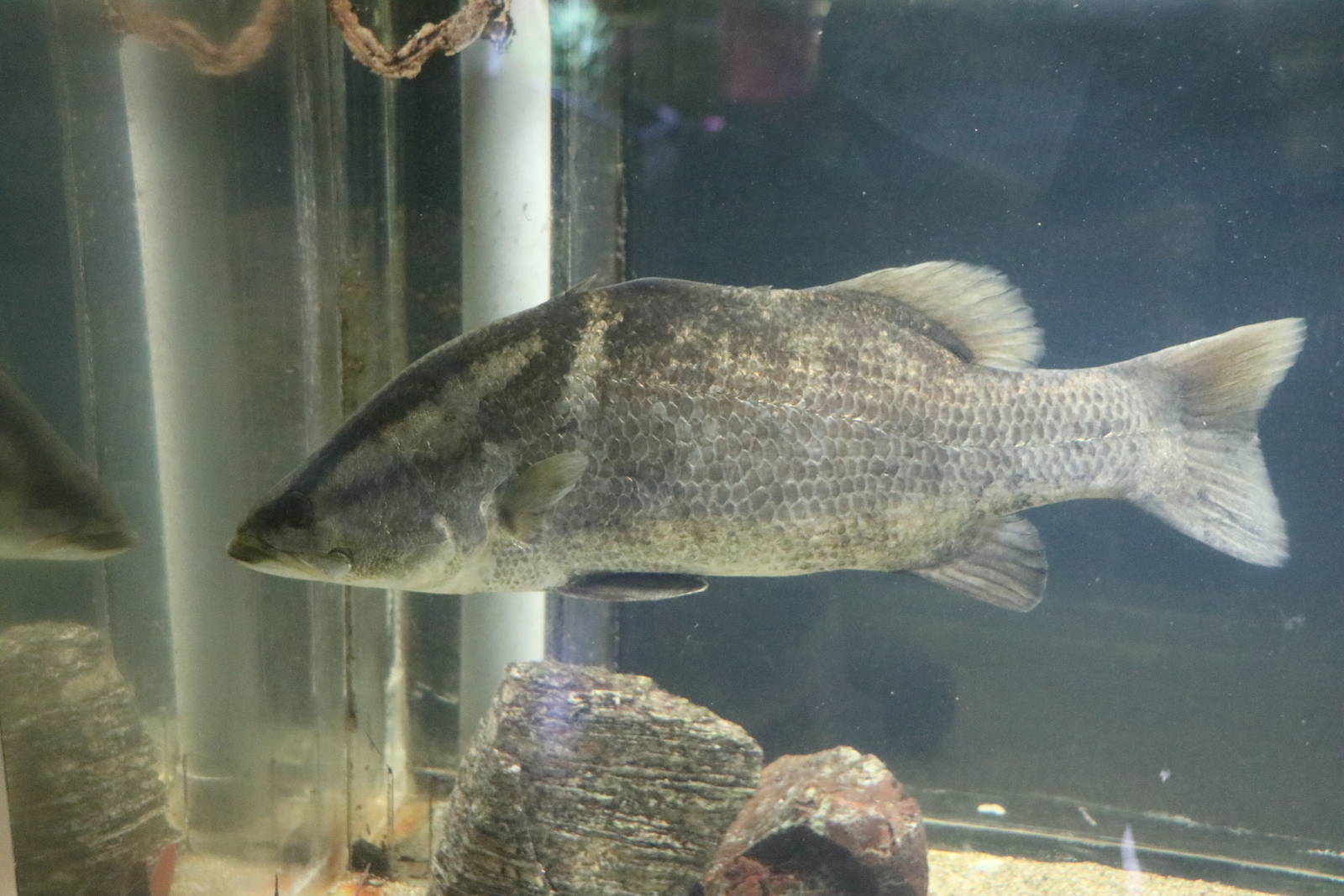 Japanese barramundi - Tokyo Tower Aquarium, February 2016
