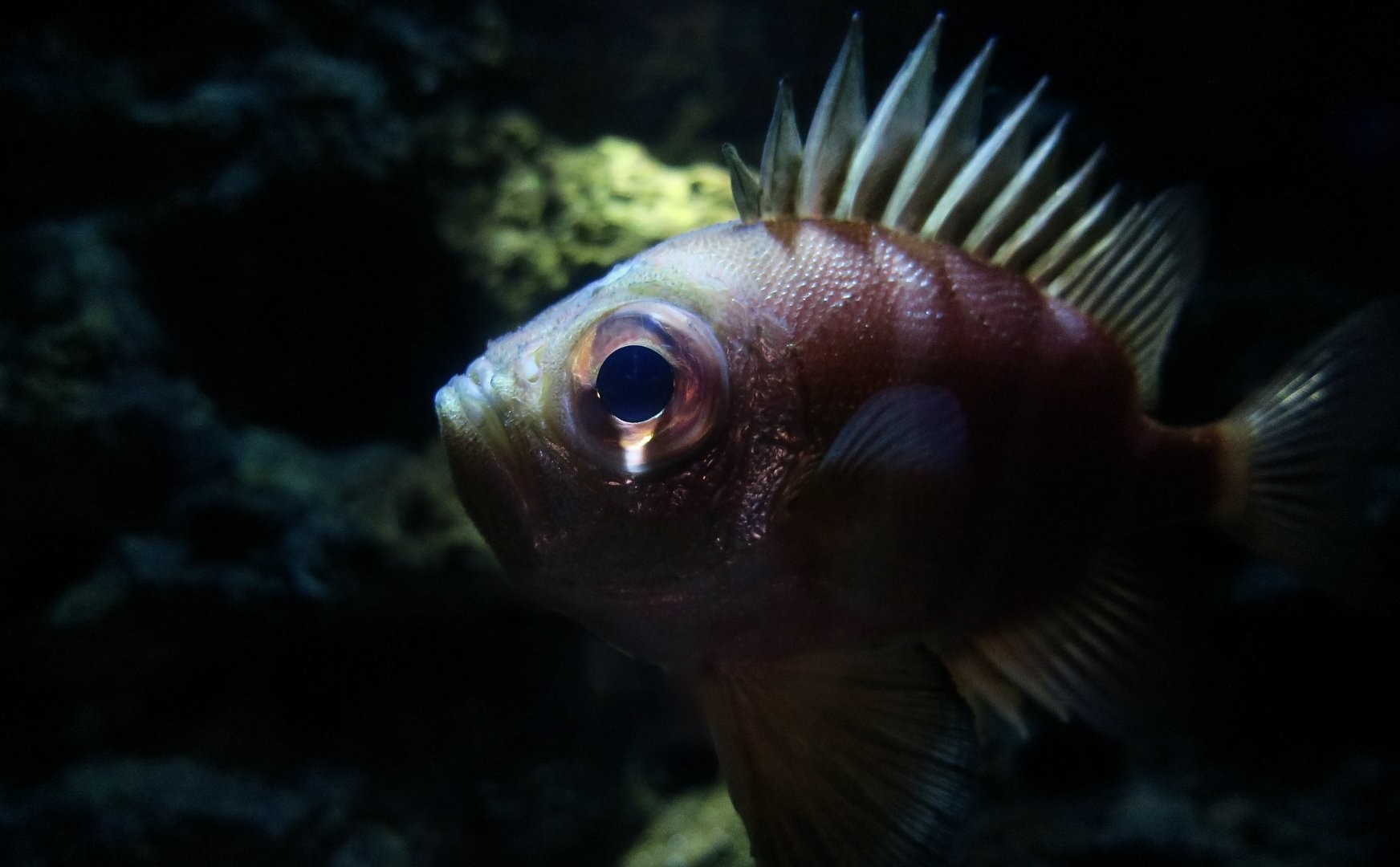 Japanese Bigeye (Pristigenys niphonia) - Xpark