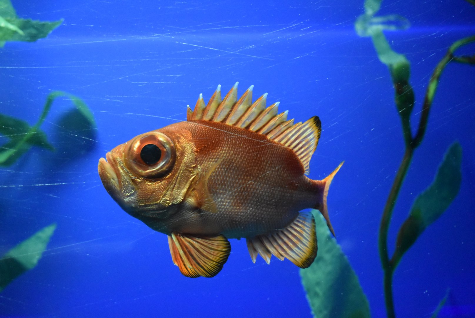Japanese bigeye（Pristigenys niphonia）