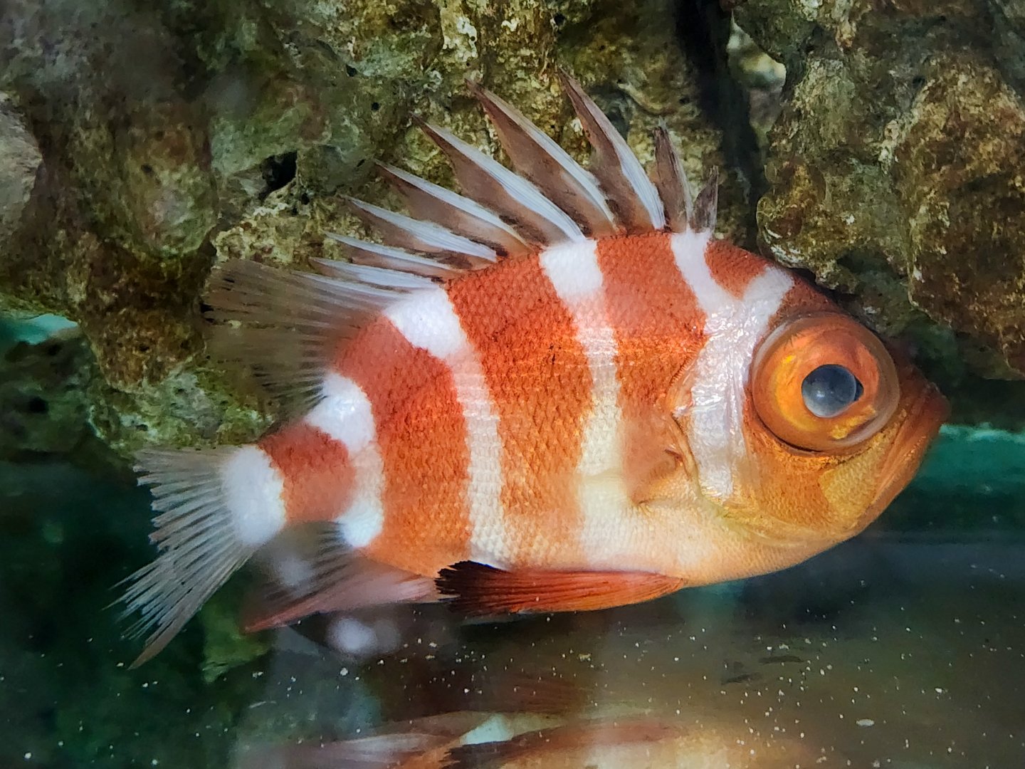 Japanese Bigeye (Pristigenys niphonia)