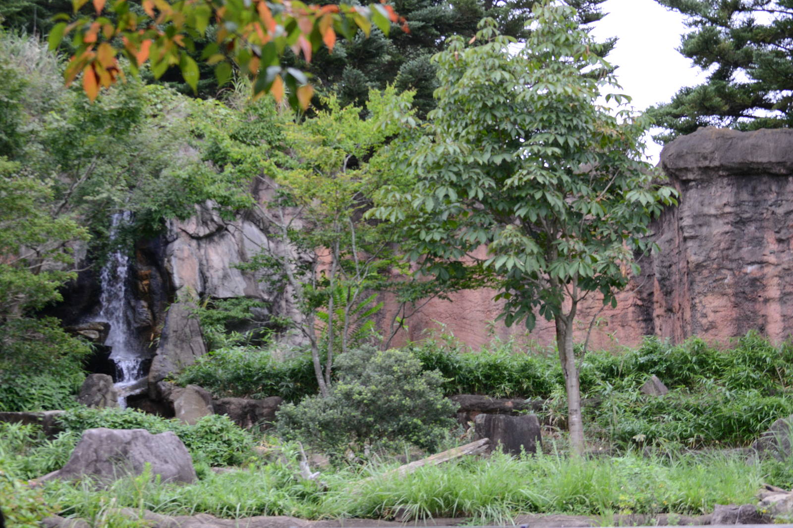 Japanese black bear exhibit
