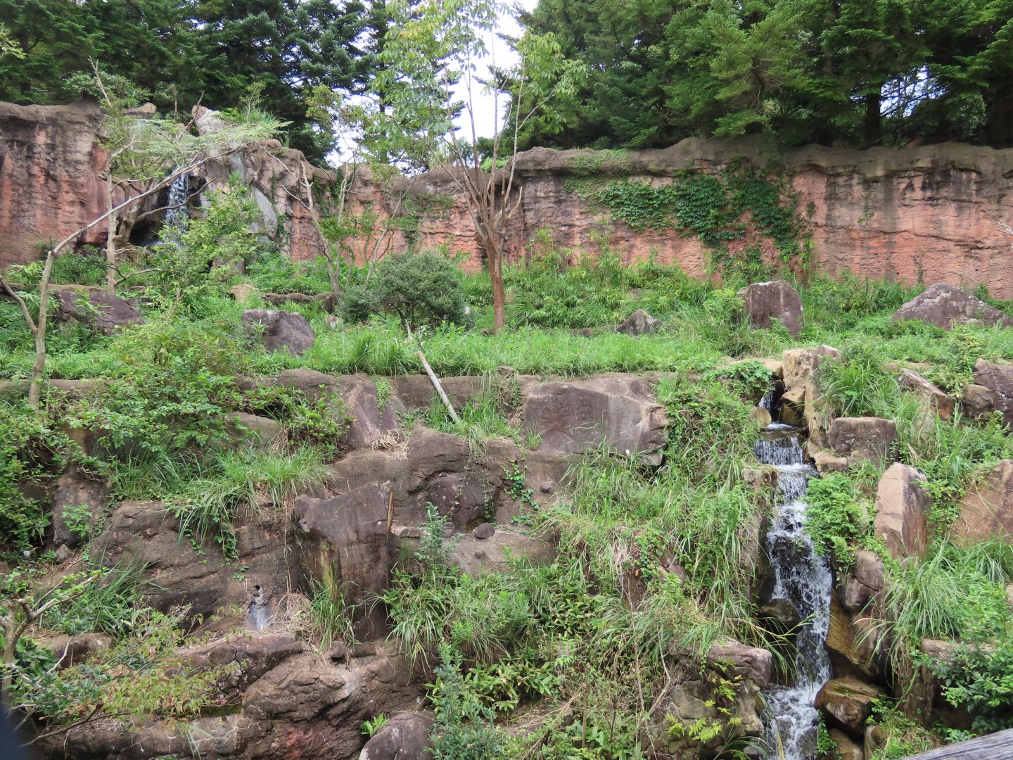 Japanese black bear exhibit