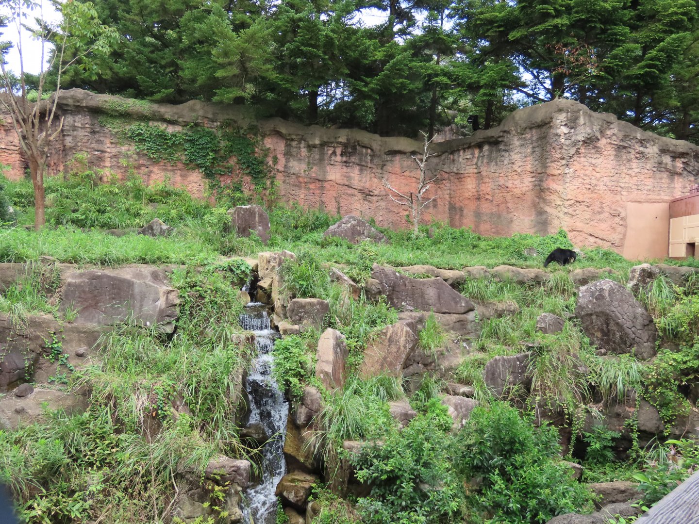 Japanese black bear exhibit