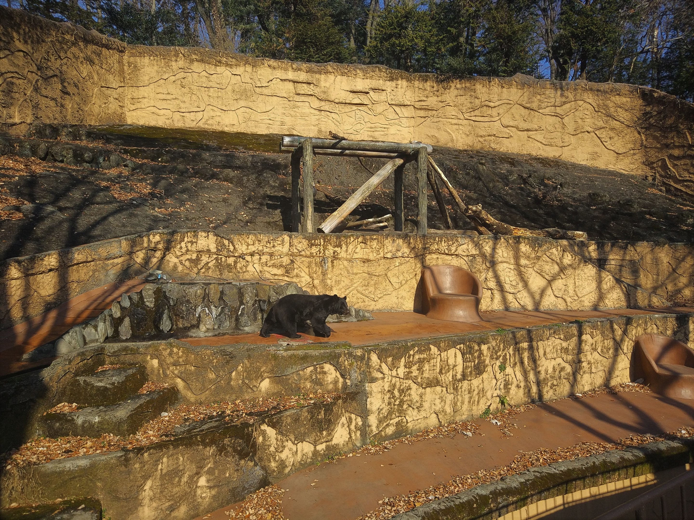Japanese Black Bear Exhibit